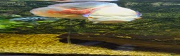 Cichlids fish for sale: X2 oscars - Advert 5