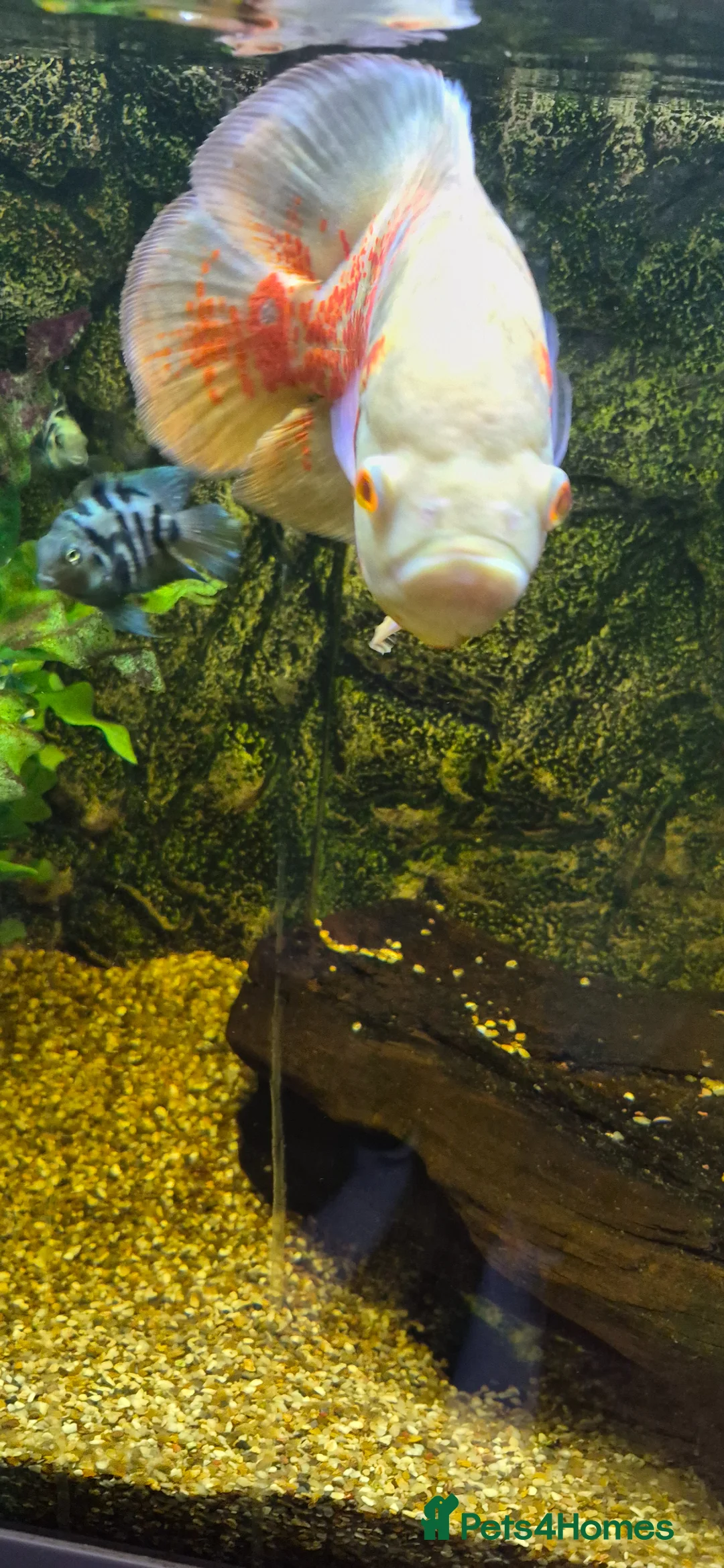 Cichlids fish for sale: X2 oscars - Advert 5