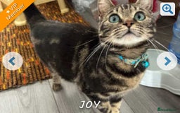 Mixed Breed cats for sale: £50 bengal 1 year girl  in London - Image 8