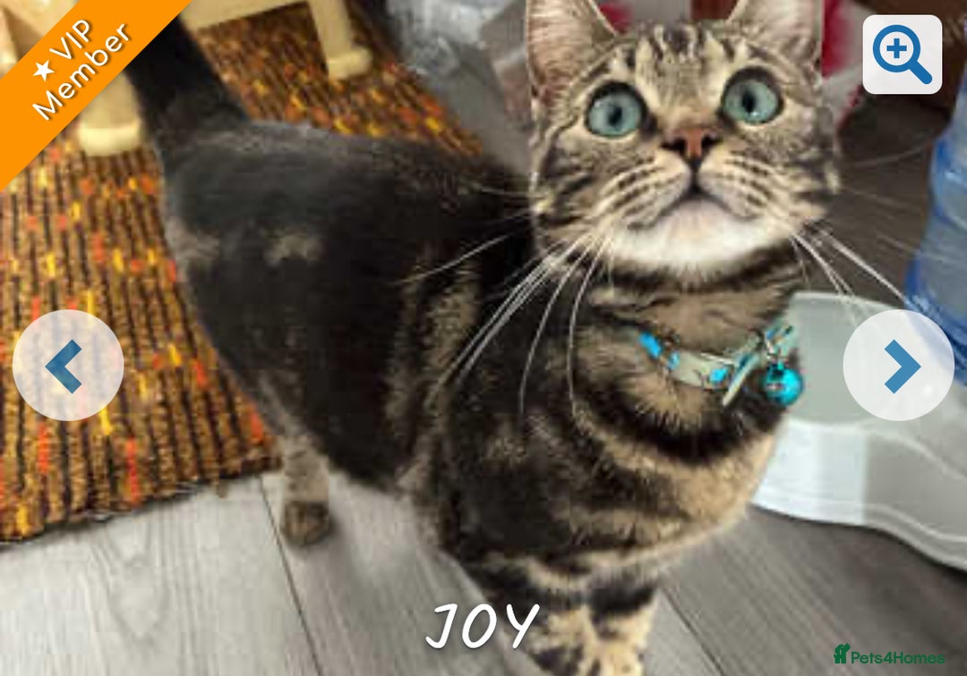 Mixed Breed cats for sale: £50 bengal 1 year girl  in London - Image 8