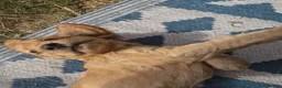 Cocker Spaniel dogs for sale: Cocker spaniel puppies in Ibstock - Advert 9
