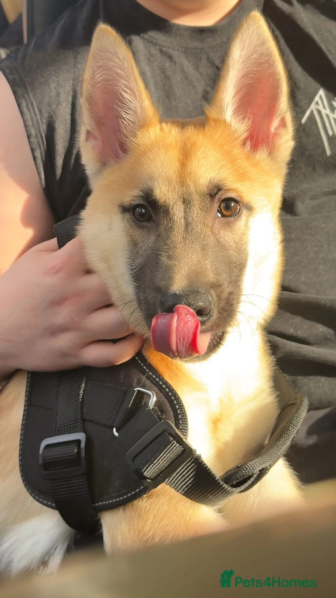 Mixed Breed dogs for sale: Binx  - Advert 6