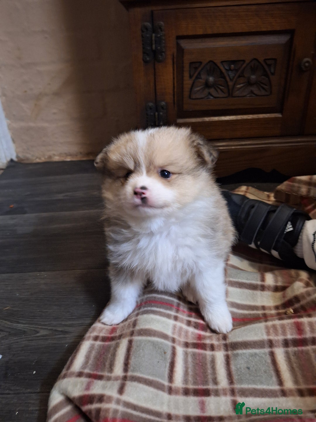 Pomeranian dogs for sale: Little cuties - Advert 36