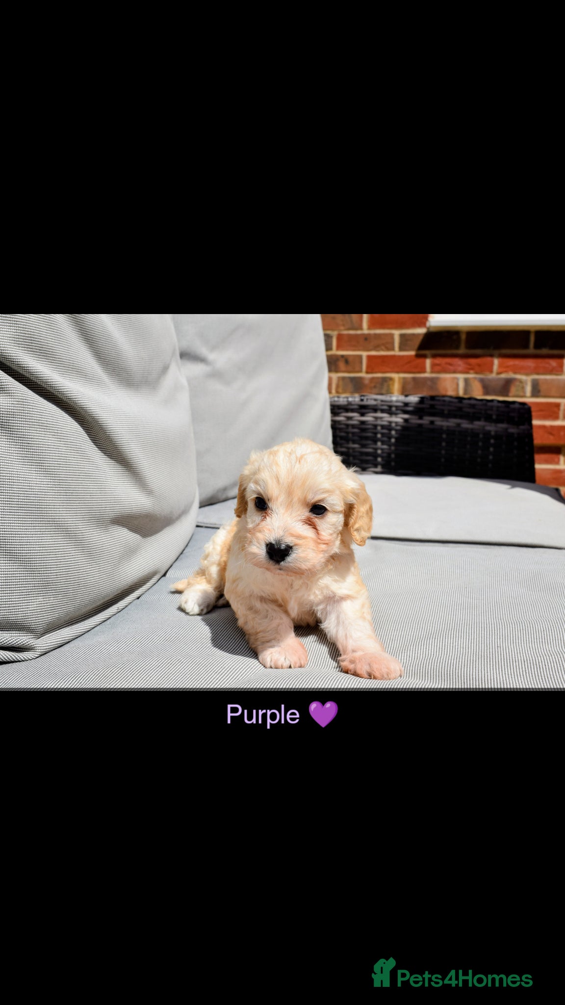 Cockapoo dogs Beautiful miniature F1B cockapoos - Advert 2