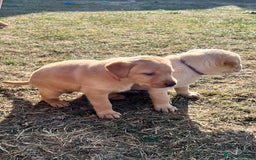 Labrador Retriever dogs for sale: Golden Labrador Puppies for Sale - Image 18