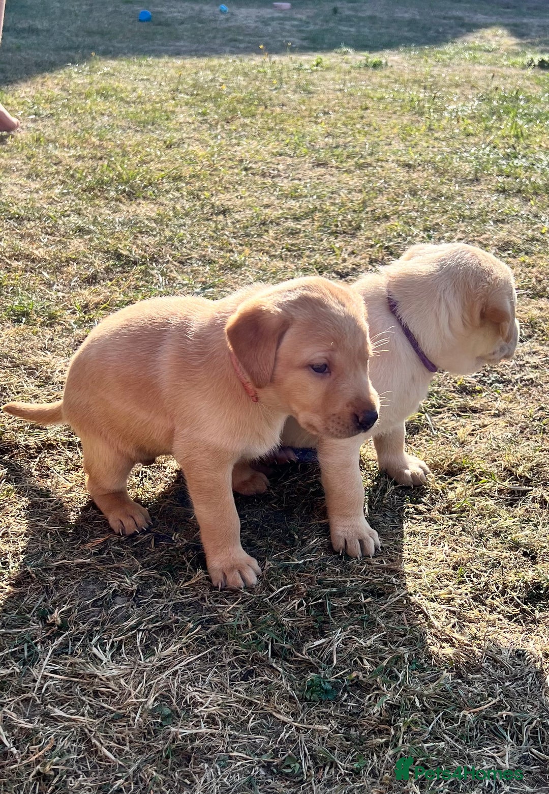 Labrador Retriever dogs for sale: Golden Labrador Puppies for Sale - Image 18