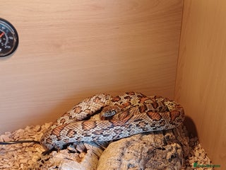 Corn Snake reptiles - Advert 17