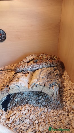 Corn Snake reptiles - Advert 14