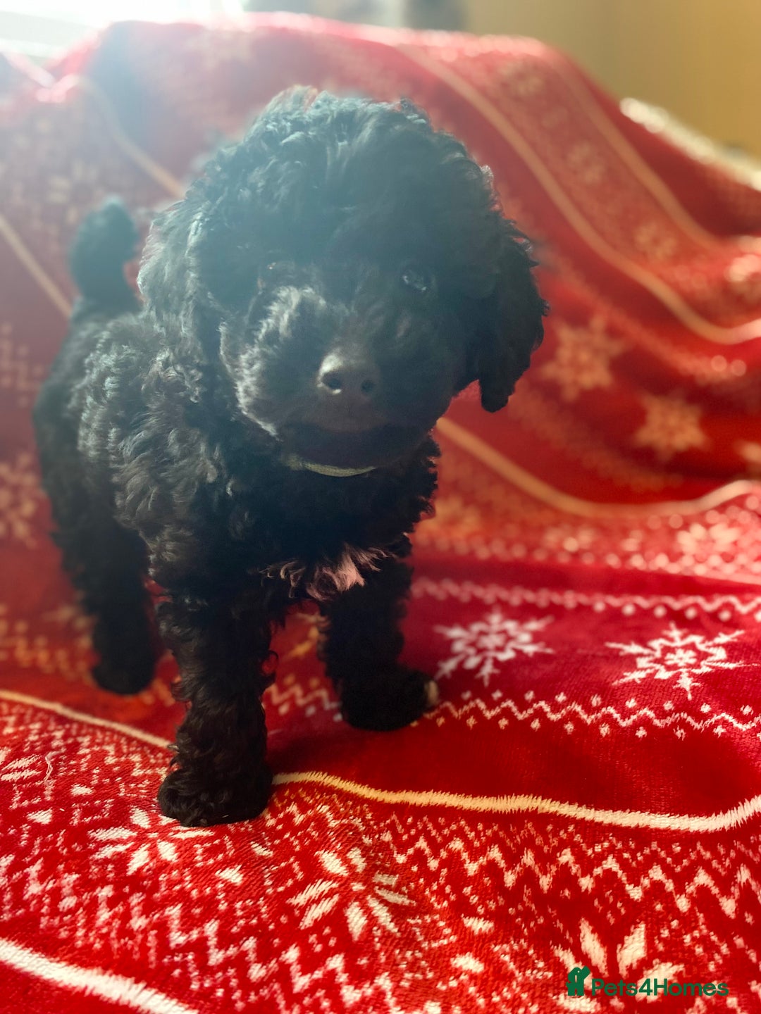 Toy Poodle dogs for sale: Reduced Remaining Toy poodle kc registered  - Advert 8