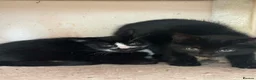 Mixed Breed cats for sale: Kittens  - Advert 8