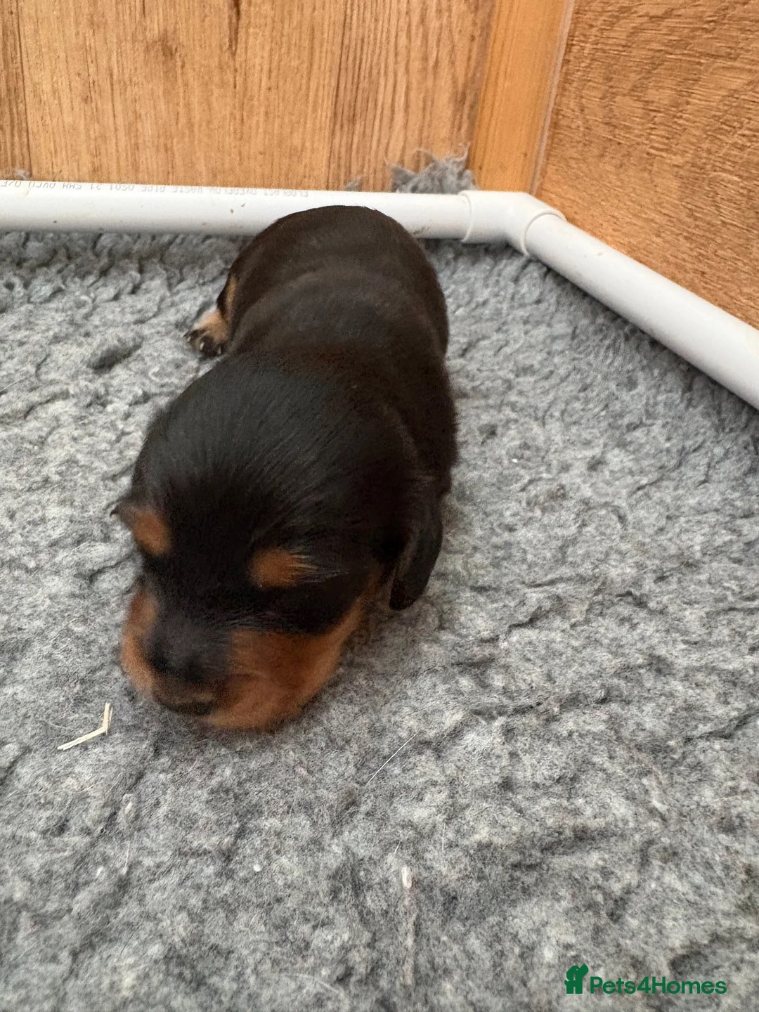 Miniature Dachshund dogs for sale: Stunning Miniature Silky Wire Haired Dachshunds  in Torquay - Advert 2