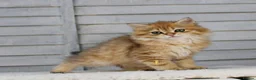 British Longhair cats for sale: Boy ready  - Advert 8