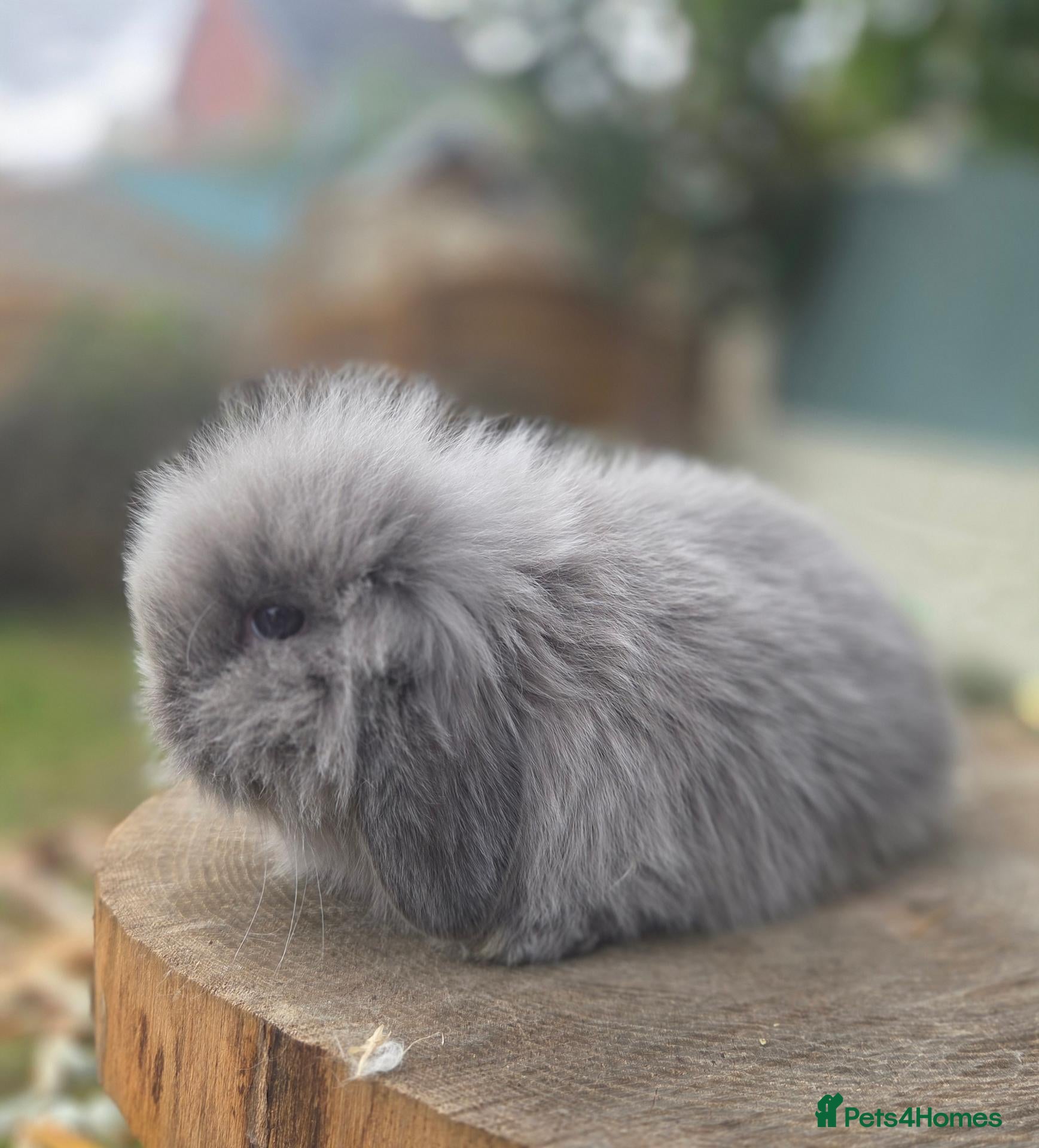 Angora rabbits for sale:  Super fluffy baby teddywidder ready now - Advert 2