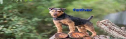 Lakeland Terrier dogs for sale: Gorgeous lakeland terrier puppies for sale  - Advert 4