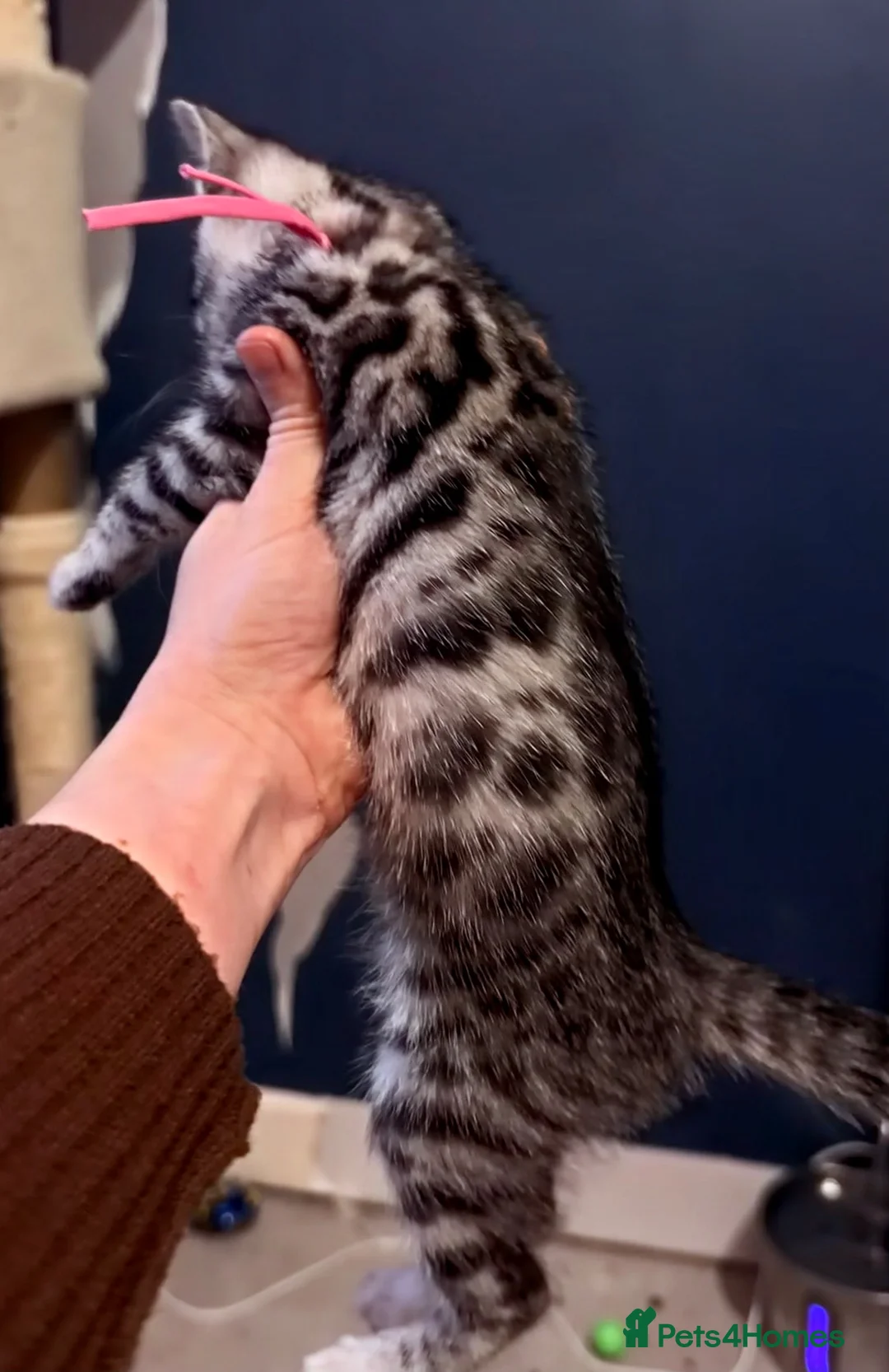 Mixed Breed cats for sale: 🐾 7 adorable Bengal-cross kittens - Advert 24