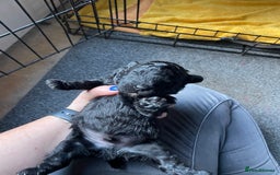 Toy Poodle dogs for sale: Gorgeous KC Toy Poodle Puppies 1 Boy Available - Image 15