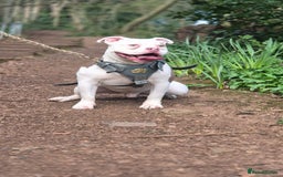 Mixed Breed dogs for sale: Micro Pocket bully  - Image 4
