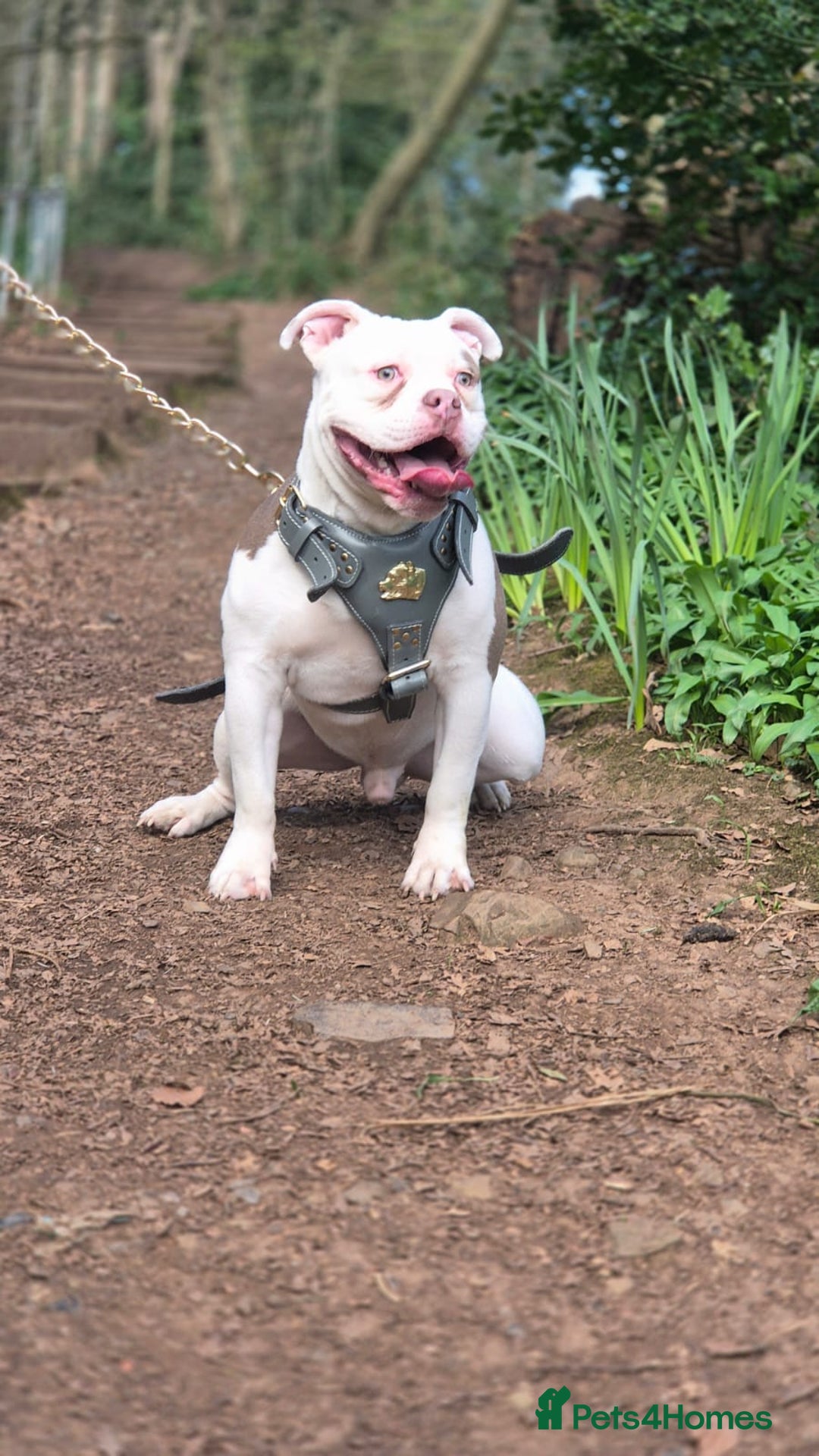 Mixed Breed dogs for sale: Micro Pocket bully  - Image 4