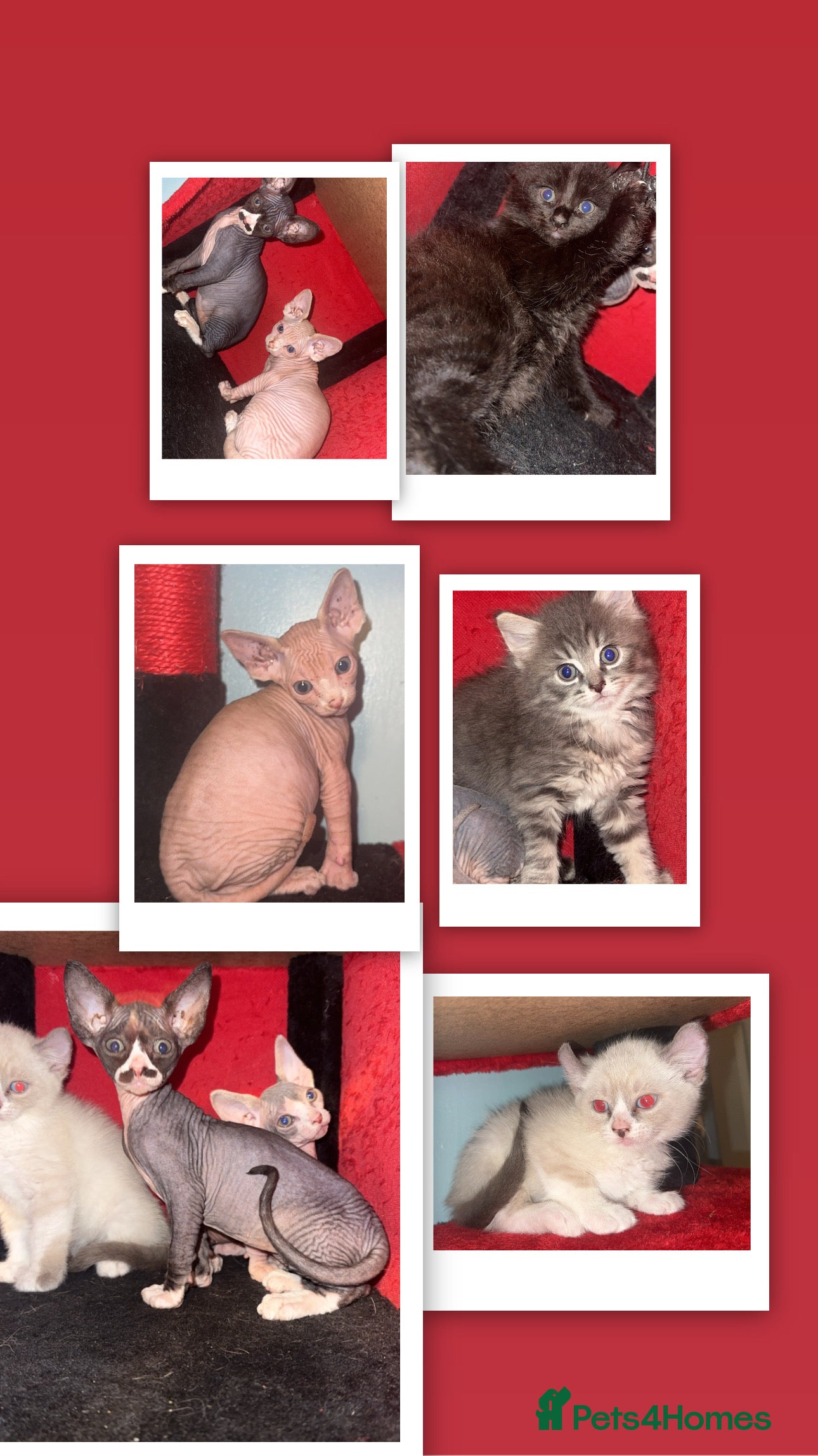 Mixed Breed cats Beautiful kittens ready to go now 💙 - Advert 5