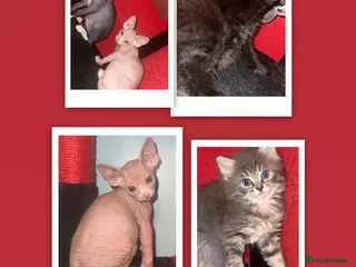 Mixed Breed cats Loving kittens ready to go💙 price has been lowere - Advert 1