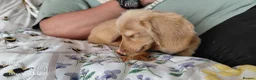 Miniature Dachshund dogs for sale: ✨️Longhaired Cream Male toy miniature Dachshund✨️ - Advert 14