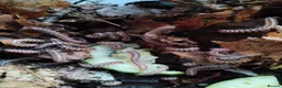 Millipedes invertebrates for sale: Antheromorpha uncinata pink flatback juveniles  - Advert 1