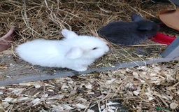 Mini Lop rabbits for sale: Mini lop  - Image 2