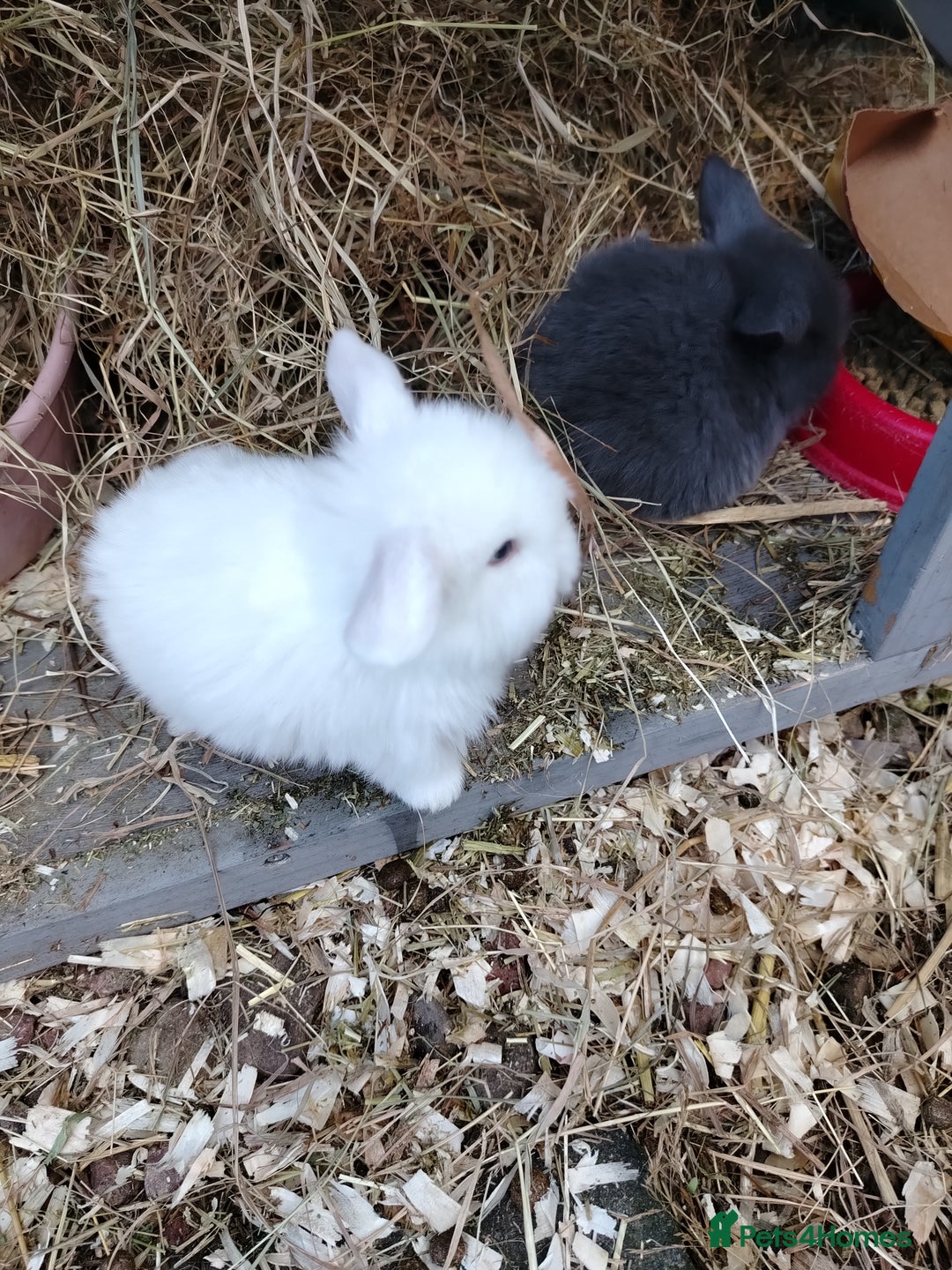 Mini Lop rabbits for sale: Mini lop  - Image 2
