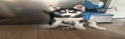 Siberian Husky dogs for sale: Adorable Siberian huskies (Artic Dreams) - Advert 20