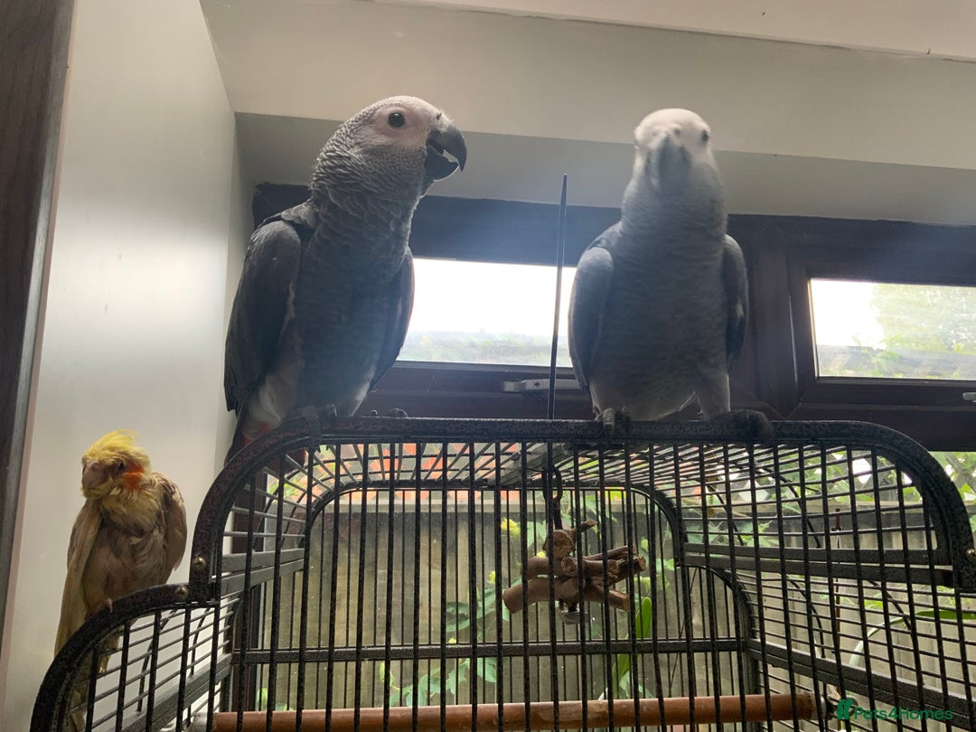 Parrots birds for sale: Hand reared baby African greys - Image 1