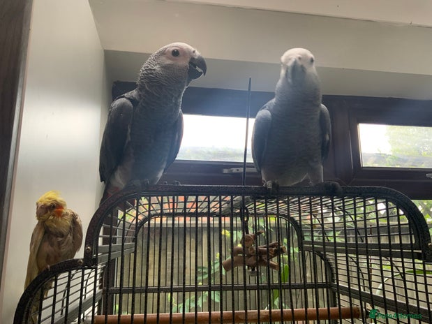 Parrots birds - Advert 5