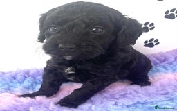 Cockapoo dogs for sale: F1b cockapoo ready to leave now last girl left - Image 33