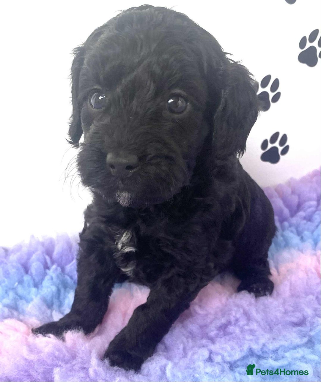 Cockapoo dogs for sale: F1b cockapoo ready to leave now last girl left - Image 33