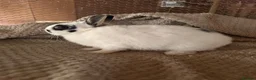 Netherland Dwarf rabbits for sale: Lovely pure Netherland Dwarf boys  - Advert 4