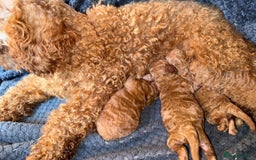 Mixed Breed dogs for sale: Beautiful Deep Red Poodle Puppy’s For Sale Kent  - Image 13