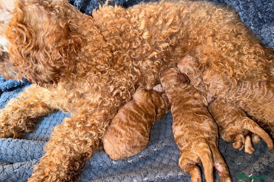 Mixed Breed dogs for sale: Beautiful Deep Red Poodle Puppy’s For Sale Kent  - Image 13