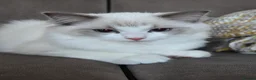 Ragdoll cats for sale: Ragdoll kittens are looking for forever home  - Advert 10