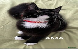 Maine Coon cats for sale: GCCF active / domestic Maine Coon  - Image 23