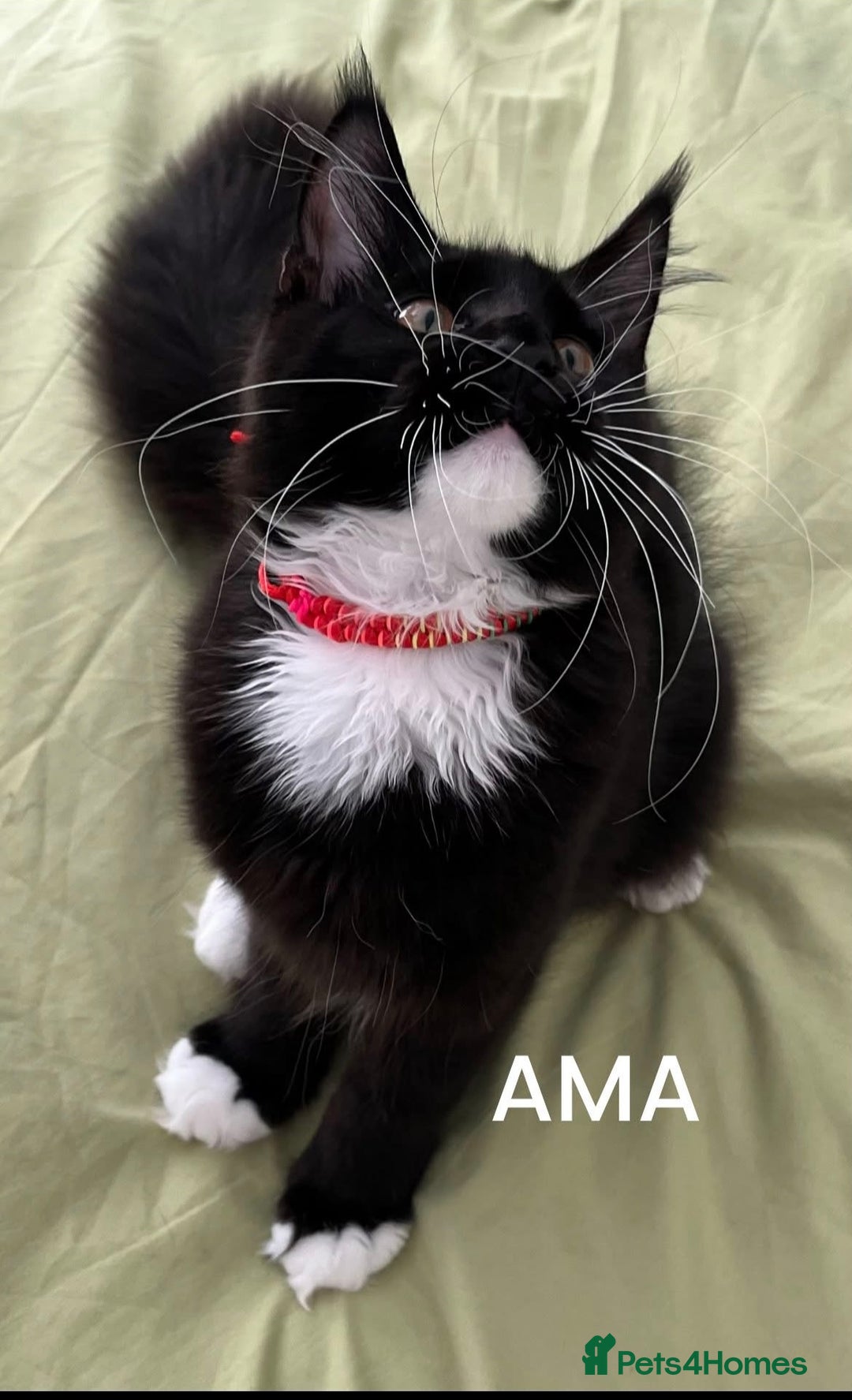 Maine Coon cats for sale: GCCF active / domestic Maine Coon  - Image 23