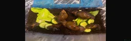 Mixed Breed reptiles for sale: Giant African Land snails  in Herne Bay - Advert 4