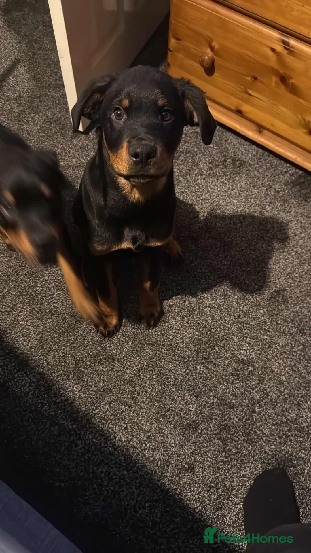 Rottweiler dogs for sale: Beautiful 3/4 Rottweiler 1/4 sharpei boy for sale  - Advert 2