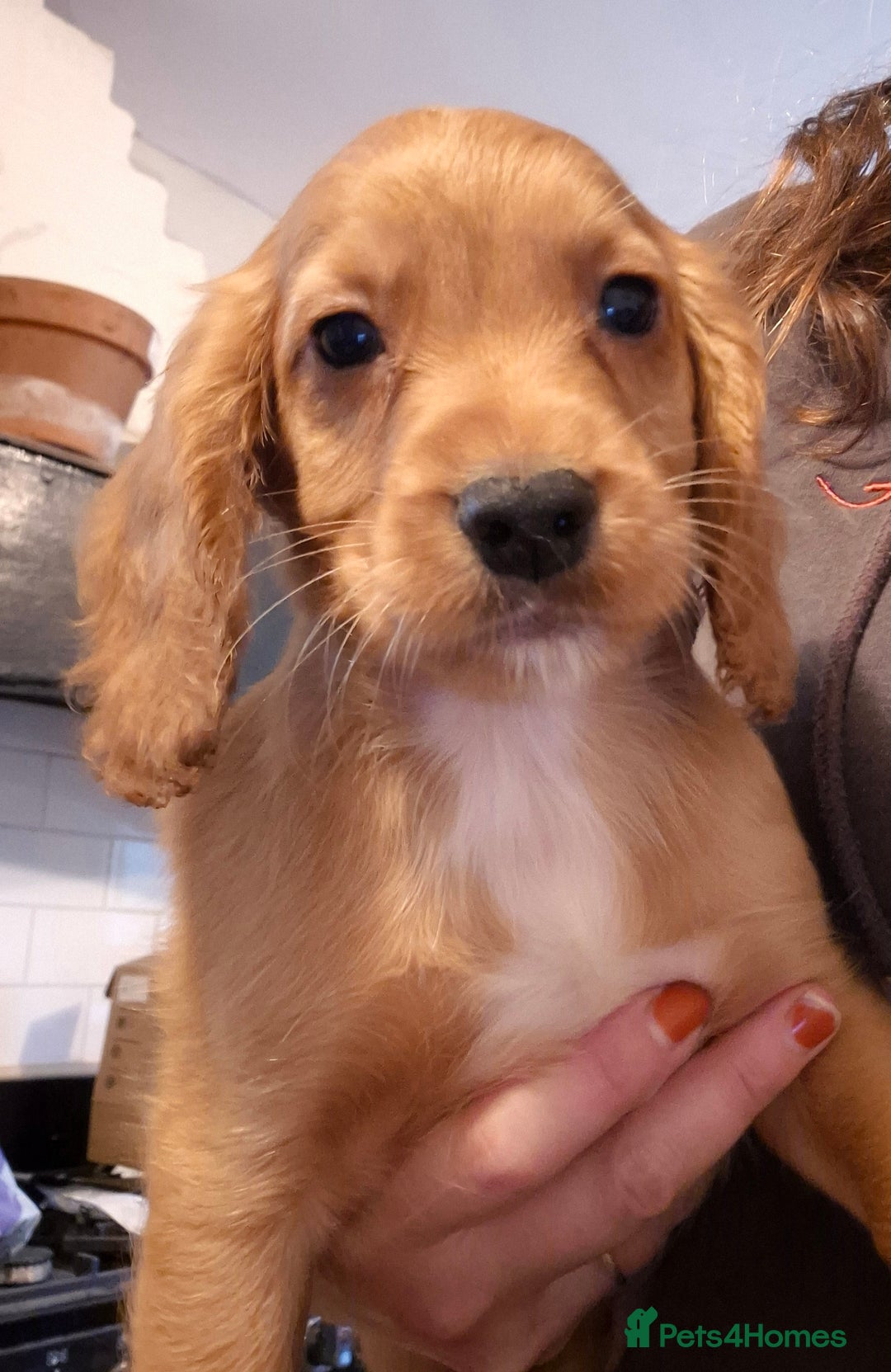 Cocker Spaniel dogs for sale: Beautiful kc working cocker spaniel puppies  - Image 1