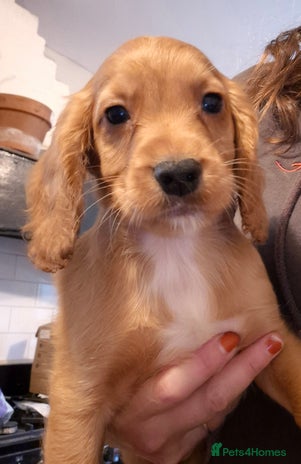 Cocker Spaniel dogs - Advert 6