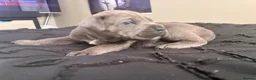 Cane Corso dogs for sale: Beautiful cane corso puppies.  in Liverpool - Advert 2