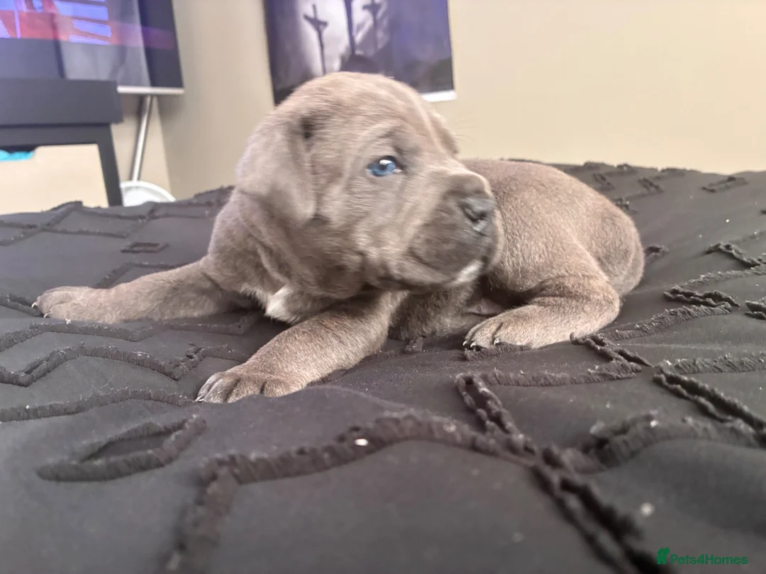 Cane Corso dogs for sale: Beautiful cane corso puppies.  in Liverpool - Advert 2