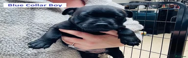 Staffordshire Bull Terrier 4 - Blue Collar Boy