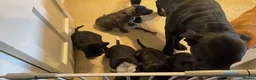 Mixed Breed dogs for sale: Bullmastiff X Cane Corso puppies in Colchester - Advert 2
