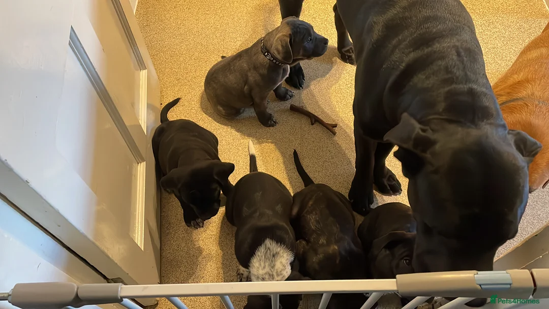 Mixed Breed dogs for sale: Bullmastiff X Cane Corso puppies in Colchester - Advert 2