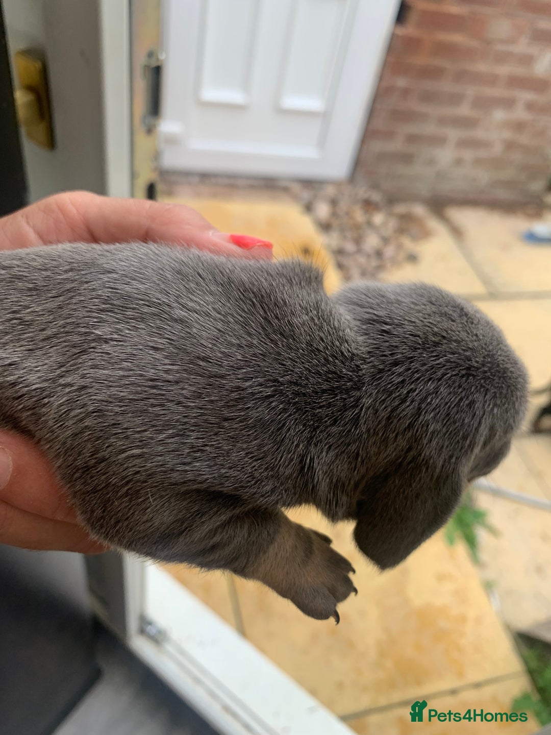 Dachshund dogs for sale: Miniature dachshunds  - Image 20