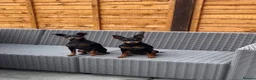 Miniature Pinscher dogs for sale: 2 Beautiful Miniature Pinscher’s - Advert 5